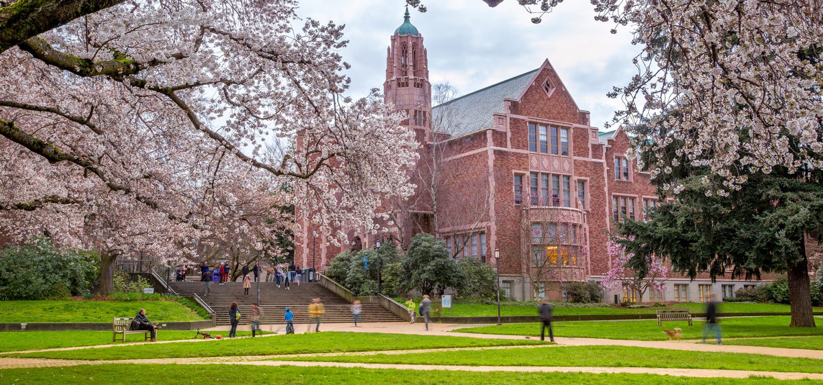 Cherry trees in full bloom at the University of Washington campus